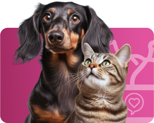 Cachorro e gato lado a lado